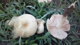 Termitomyces clypeatus image