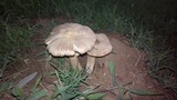 Termitomyces clypeatus image
