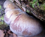 Sarcomyxa serotina image