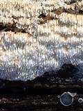 Mollisia cinerea image