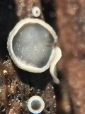 Mollisia cinerea image