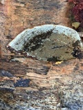 Phellinus gilvus image