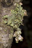 Platismatia glauca image