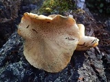 Suillus tomentosus image