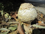 Agaricus texensis image