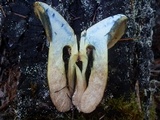 Suillus tomentosus image