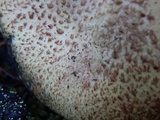 Suillus tomentosus image