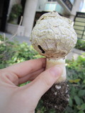 Agaricus texensis image