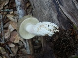Russula olivacea image
