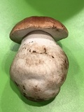 Boletus regineus image