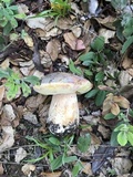 Boletus regineus image