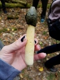 Phallus ravenelii image