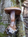 Cortinarius fuligineofolius image