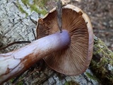 Cortinarius fuligineofolius image