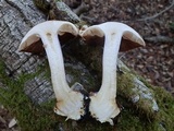 Cortinarius fuligineofolius image