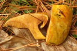Suillus americanus image