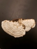 Trametes gibbosa image