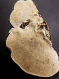Trametes gibbosa image