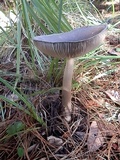 Amanita pachycolea image