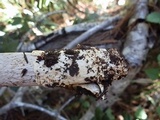 Amanita pachycolea image