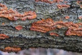 Phlebia radiata image