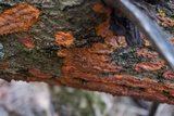 Phlebia radiata image