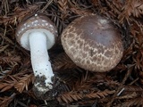 Agaricus hondensis image