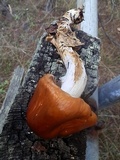 Cortinarius collinitus image