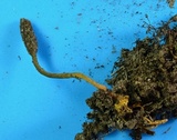 Tolypocladium ophioglossoides image