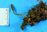 Tolypocladium ophioglossoides image
