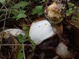 Hypomyces microspermus image