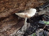 Pluteus exilis image