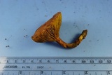 Phylloporus rhodoxanthus image