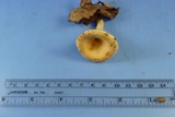 Lactarius chrysorrheus image