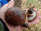 Suillus luteus image