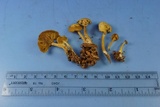 Callistosporium luteo-olivaceum image