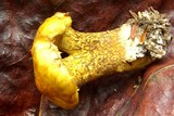 Suillus americanus image