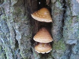 Hemistropharia albocrenulata image