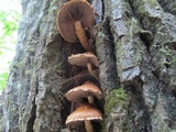 Hemistropharia albocrenulata image