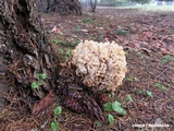 Sparassis crispa image