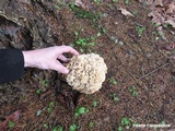 Sparassis crispa image