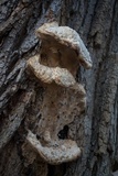 Vanderbylia robiniophila image