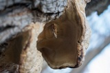 Vanderbylia robiniophila image