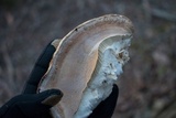 Vanderbylia robiniophila image