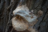 Vanderbylia robiniophila image