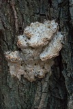 Vanderbylia robiniophila image