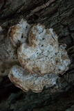 Vanderbylia robiniophila image