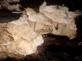 Cinereomyces lindbladii image