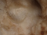 Cinereomyces lindbladii image