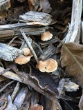 Melanotus horizontalis image